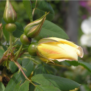 Duftende, einmal blühende Sorte robuster Form und mit cremegelben Blüten. Nach dem Blühen schmücken Hagebutten ihre von kleinen Dornen bedeckten Äste.